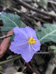 Solanum pungetium