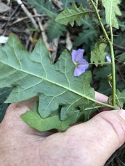 Solanum pungetium