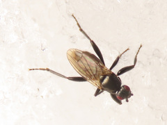 Crumomyia nitida