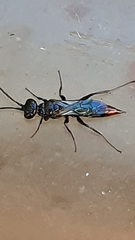 Dolichurus