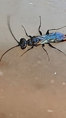 Dolichurus