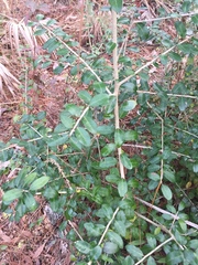 Ilex vomitoria image