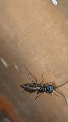 Dolichurus