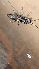 Dolichurus