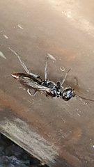 Dolichurus