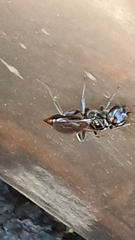 Dolichurus