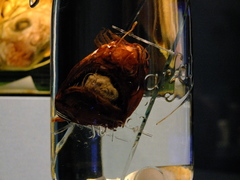 Humpback Anglerfish photo 5