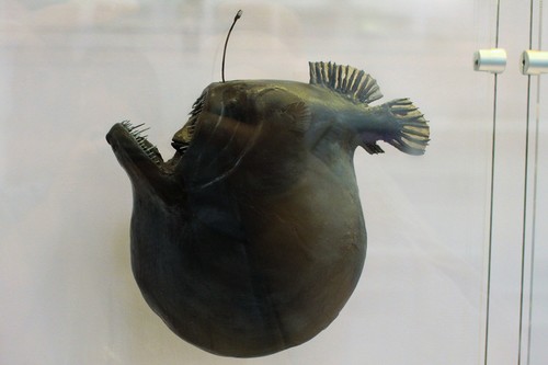 Humpback Anglerfish