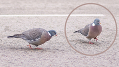 Columba palumbus