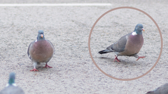 Columba palumbus