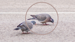 Columba palumbus