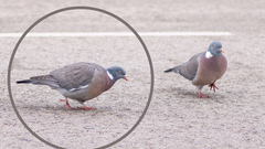 Columba palumbus