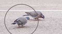 Columba palumbus