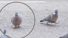 Columba palumbus