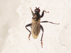 Macrochelidae