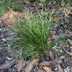 Scleria mackaviensis