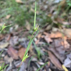 Scleria mackaviensis