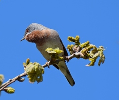 Curruca cantillans albistriata