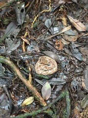 Bothrocophias microphthalmus