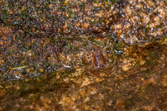 Crossodactylus timbuhy