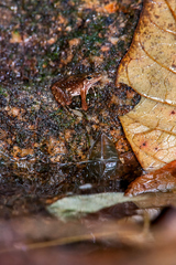 Crossodactylus timbuhy