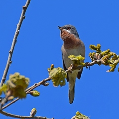 Curruca cantillans albistriata