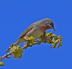 Curruca cantillans albistriata