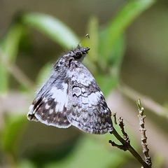 Chiomara asychis