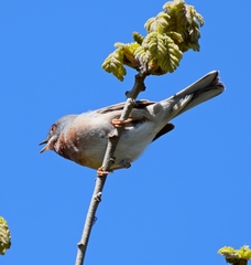 Curruca cantillans albistriata