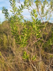 Baccharis dracunculifolia