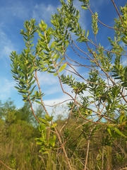 Baccharis dracunculifolia