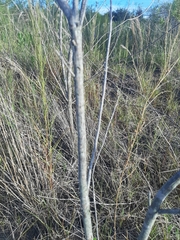 Baccharis dracunculifolia