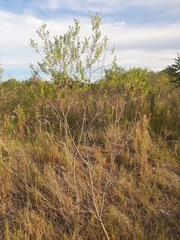 Baccharis dracunculifolia