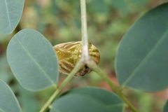 Polyura hebe