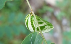 Polyura hebe