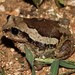 Lake Upemba Forest Tree Frog - Photo (c) Martin Grimm, some rights reserved (CC BY-NC-SA)