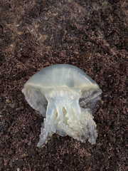 Dactyliophorae