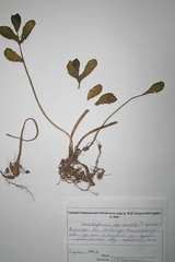 Hylotelephium maximum ruprechtii