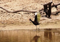 Jacana jacana