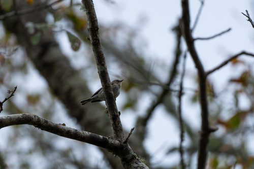 Yellow-rumped Warbler photographed in Mississippi