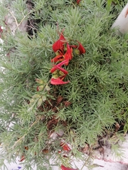 Lotus berthelotii