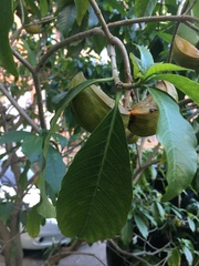 Tabernaemontana grandiflora