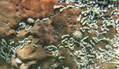 Patelloida latistrigata