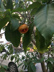 Tabernaemontana grandiflora