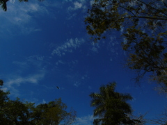 Stelgidopteryx serripennis