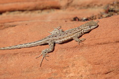 Uta stansburiana