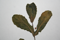 Hylotelephium maximum ruprechtii