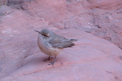 Salpinctes obsoletus