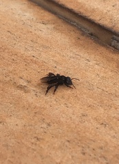 Trigona spinipes