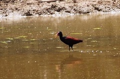 Jacana jacana